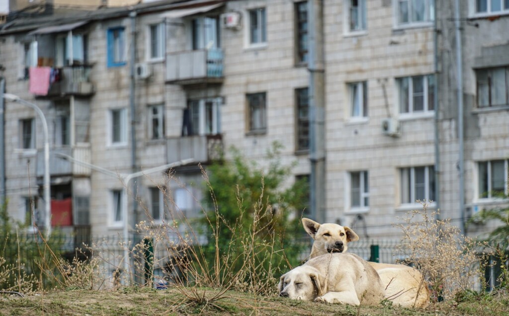 Олег Савченко предложил решение проблемы бродячих собак