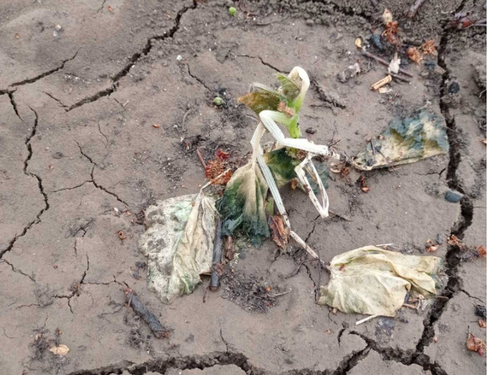 В Волгоградской области луговые мотыльки вышли из депрессии и теперь угрожают посевам