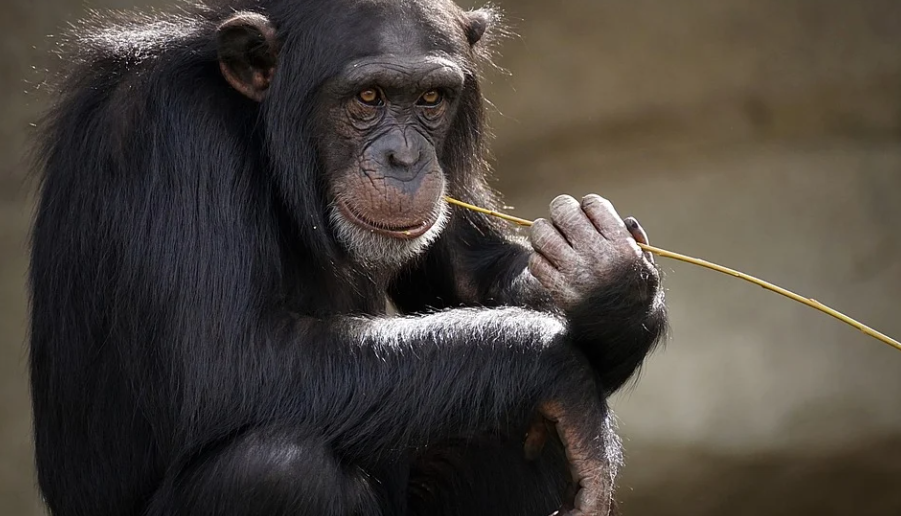 ВОЗ сообщила о 92 случаях заражения людей оспой обезьян