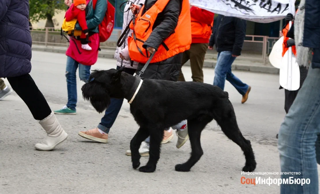 Более 200 собак станут участниками «праздника красоты» в Волгограде