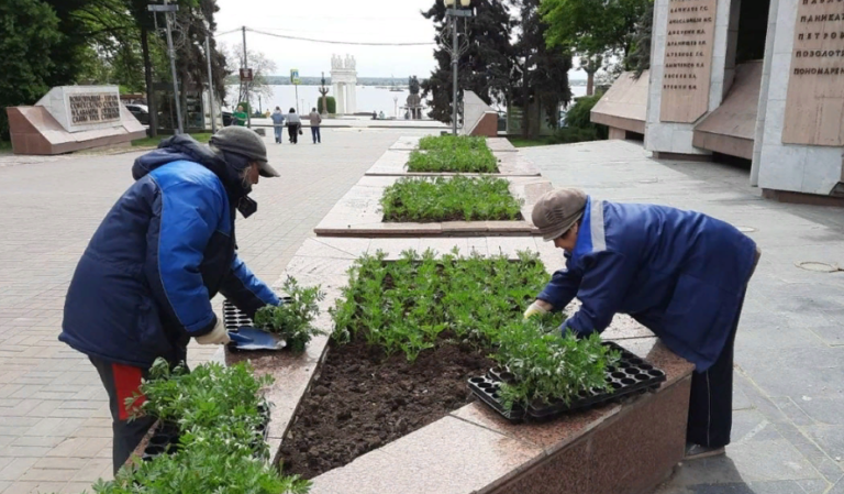 Волгоград украсят более 22 тысяч однолетних цветов