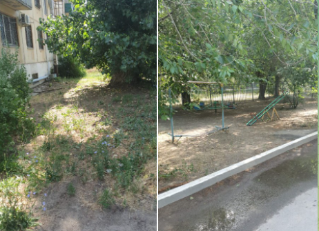 В Волгограде на улице Михаила Паникахи возле жилого дома росли плантации конопли