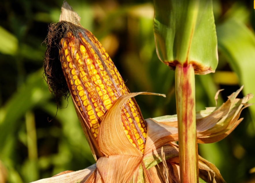 Из Волгоградской области в Иран отправили более 4 тысяч тонн кукурузы