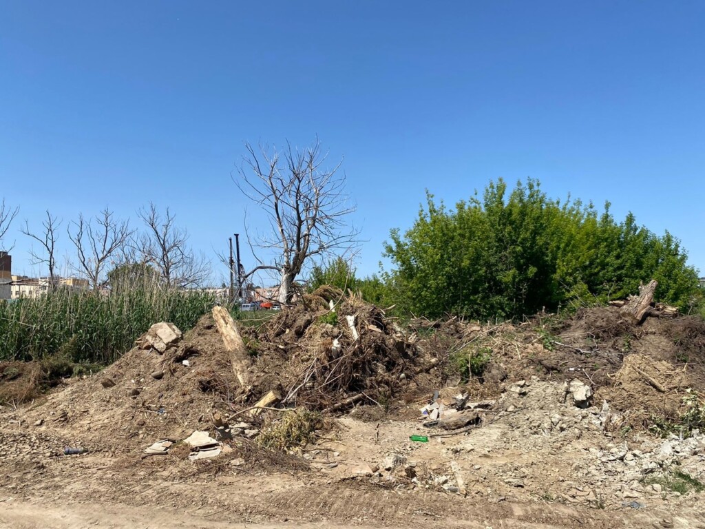 Жители улицы Родниковой возмущены вырубкой неизвестными 20-летних деревьев, посаженных собственными руками