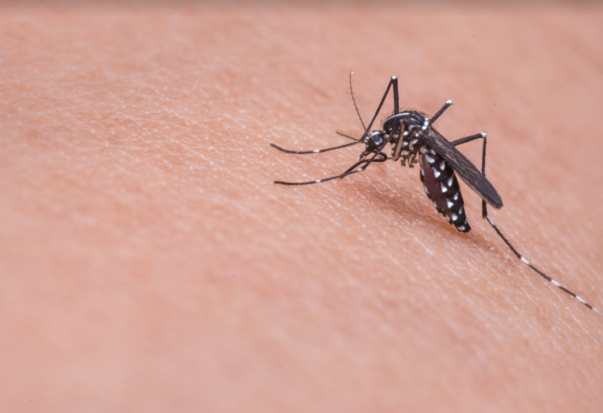 Покусали комары: в Волгоградской области выявлен первый случай лихорадки Западного Нила