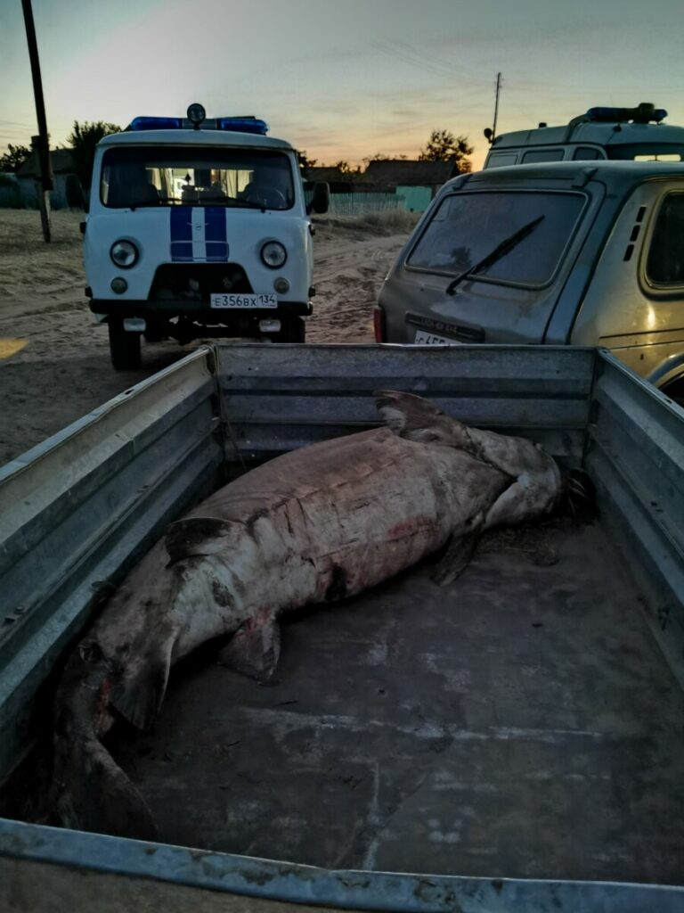 Волгоградец поймал 130-килограммовую белугу с икрой в Светлоярском районе