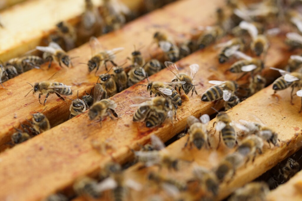 Волгоградский фермер рассказал о небывалой гибели пчёл в России