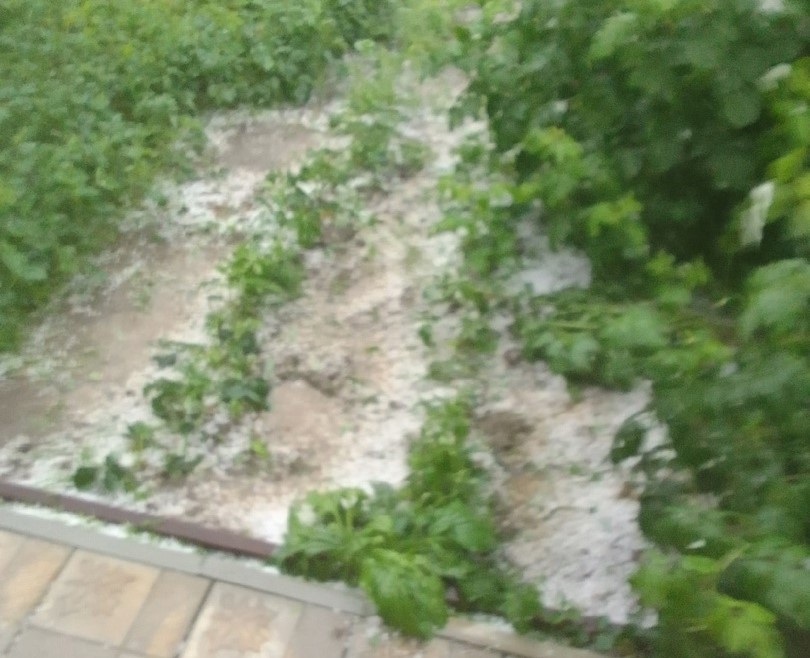 Надвигающаяся на Волгоградскую область непогода градом побила урожай под Саратовом
