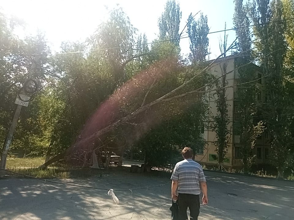 В Волгограде экстренные службы проигнорировали упавшее на электрические провода дерево