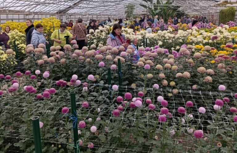 Жители Волгограда приглашаются полюбоваться красотой осенних цветов на «Балу хризантем»