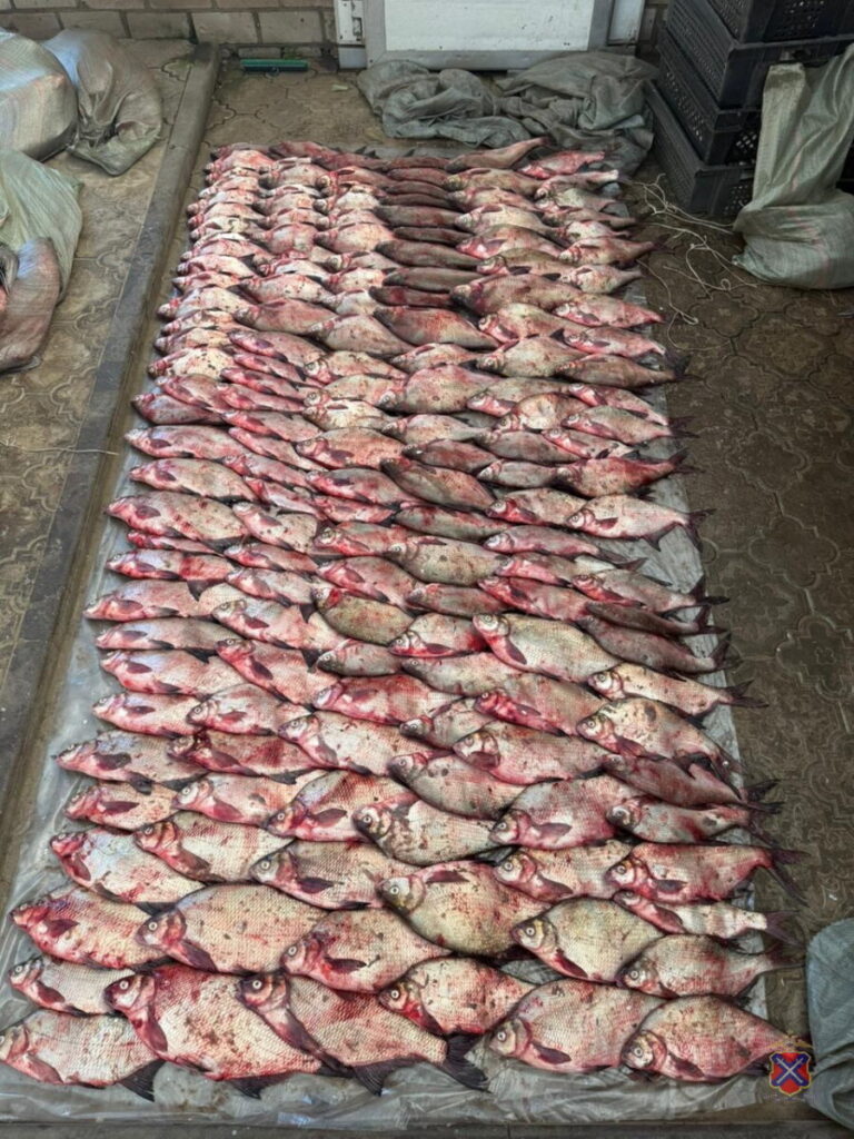 Полиция разоблачила подпольный рыбный бизнес в Волгоградской области